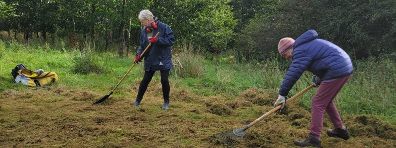 Two people raking cut grass.